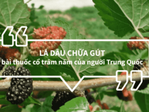 Chữa gút hiệu quả từ cây dâu tằm của người Trung Quốc